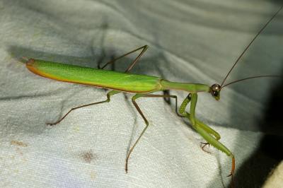 <i>Mantis religiosa</i>