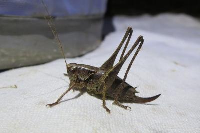<i>Pholidoptera griseoaptera</i>