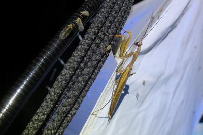 <i>Mantis religiosa</i>