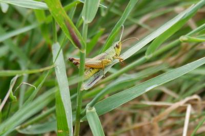 <i>Pseudochorthippus parallelus</i>