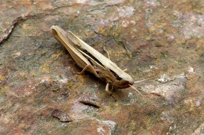 <i>Chorthippus albomarginatus</i>