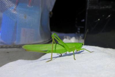 <i>Ruspolia nitidula</i>