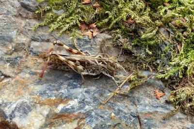 <i>Oedaleus decorus</i>