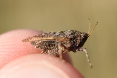 <i>Tetrix undulata</i>