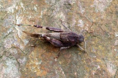 <i>Oedipoda caerulescens</i>