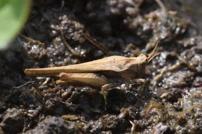 <i>Tetrix subulata</i>