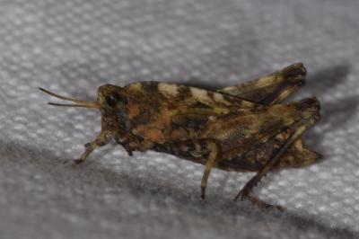<i>Tetrix undulata</i>