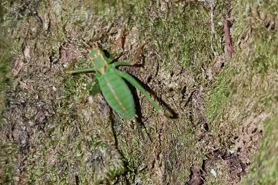 <i>Leptophyes punctatissima</i>