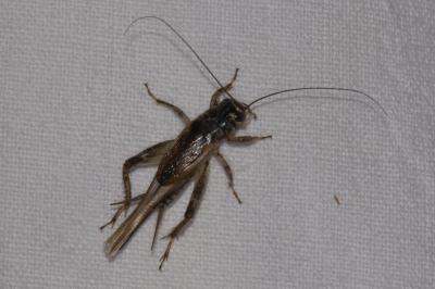 <i>Eumodicogryllus bordigalensis</i>
