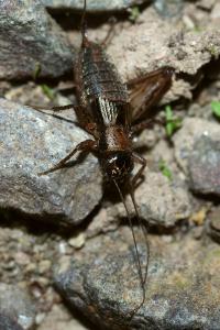 <i>Nemobius sylvestris</i>