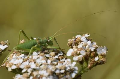 <i>Uromenus rugosicollis</i>