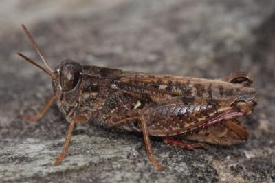Calliptamus barbarus