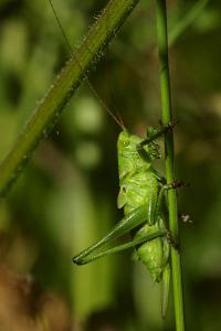 <i>Tettigonia viridissima</i>