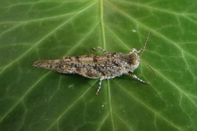 <i>Sphingonotus caerulans</i>