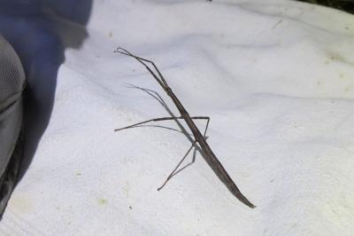 <i>Clonopsis gallica</i>