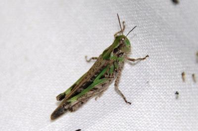 <i>Aiolopus thalassinus</i>