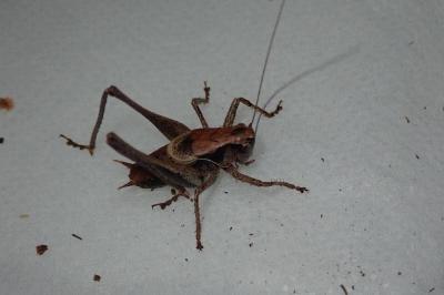 <i>Pholidoptera griseoaptera</i>