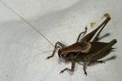 <i>Pholidoptera griseoaptera</i>