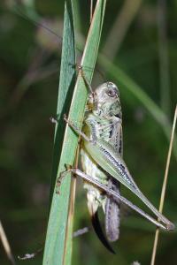 <i>Platycleis affinis</i>
