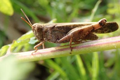 <i>Aiolopus strepens</i>