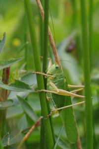 <i>Tettigonia viridissima</i>