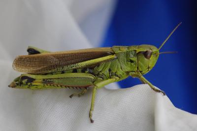<i>Stethophyma grossum</i>