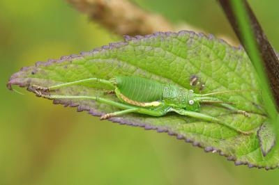<i>Uromenus rugosicollis</i>