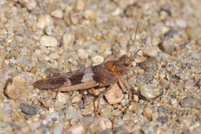 <i>Oedipoda caerulescens</i>
