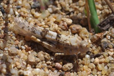 <i>Sphingonotus caerulans</i>