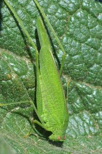 <i>Phaneroptera nana</i>