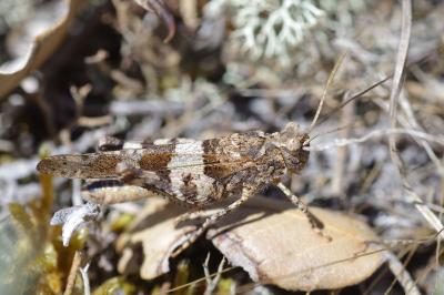 <i>Sphingonotus caerulans</i>