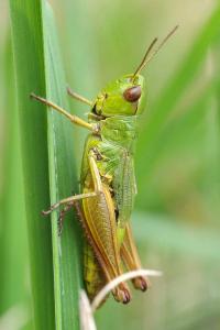 <i>Pseudochorthippus parallelus</i>
