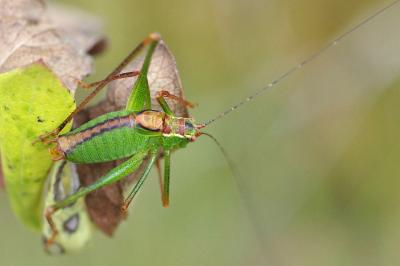 <i>Leptophyes punctatissima</i>