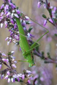 <i>Phaneroptera falcata</i>