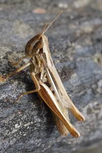 <i>Euchorthippus declivus</i>
