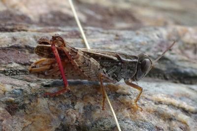 <i>Calliptamus barbarus</i>