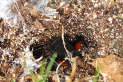 <i>Gryllus campestris</i>