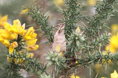 <i>Mantis religiosa</i>