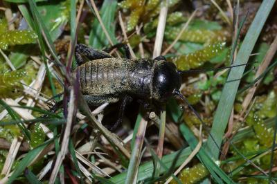 <i>Gryllus campestris</i>