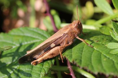<i>Aiolopus strepens</i>