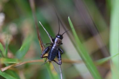 <i>Nemobius sylvestris</i>