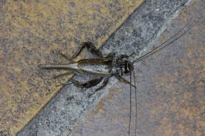 <i>Eumodicogryllus bordigalensis</i>