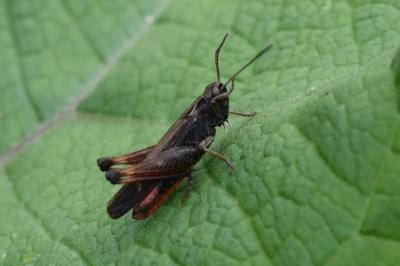 <i>Omocestus rufipes</i>