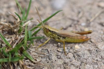 <i>Euchorthippus declivus</i>