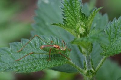 <i>Leptophyes punctatissima</i>