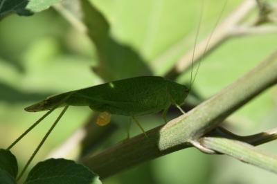 <i>Phaneroptera nana</i>
