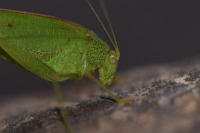 <i>Phaneroptera nana</i>