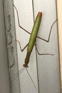 <i>Mantis religiosa</i>