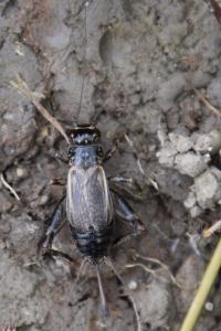 <i>Eumodicogryllus bordigalensis</i>