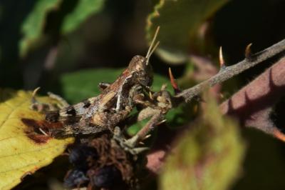 <i>Pezotettix giornae</i>